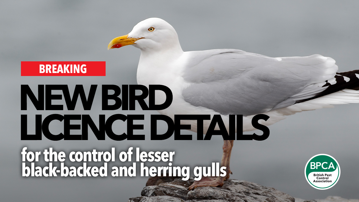 new bird licence details gulls natural england